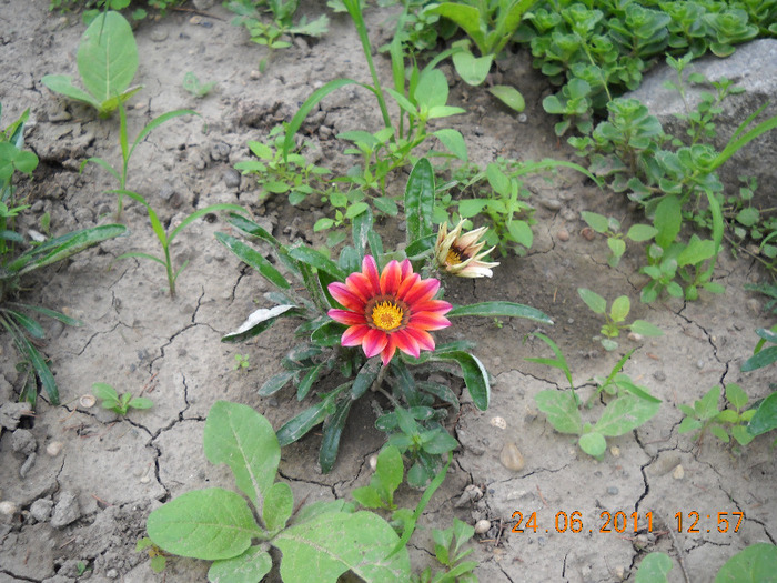 DSCN1019_1377 - gradina 2011