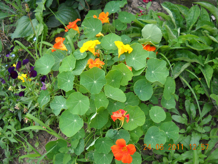 DSCN1020_1378 - gradina 2011