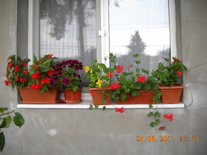 DSCN1038_1396 - gradina 2011