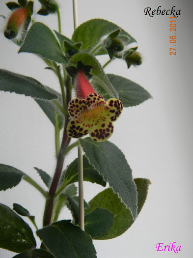Rebecka 27-06-2011\'\'