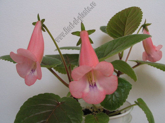 Sinningia California Gold 6 - GLOXINIA _ SINNINGIA
