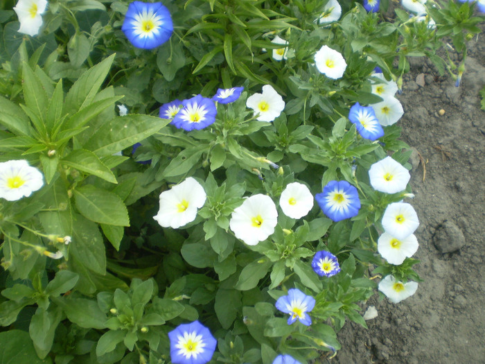 P6270008; zorele pitice
