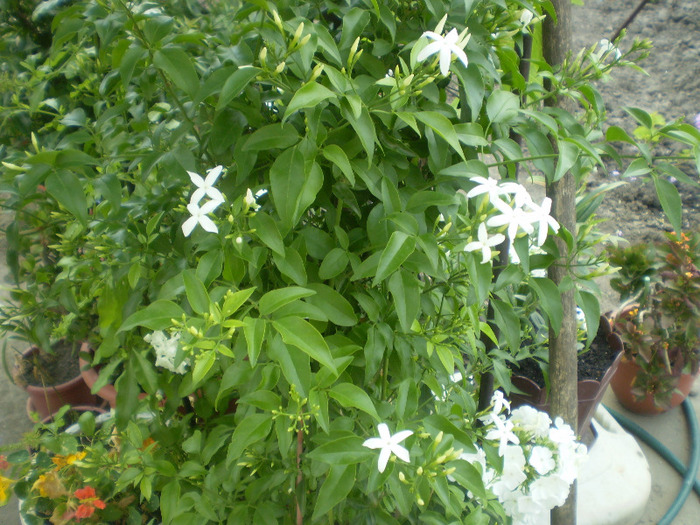 P6270009; jasminum
