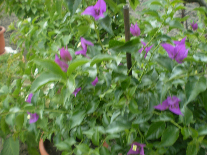 P6270010; bougainvillea
