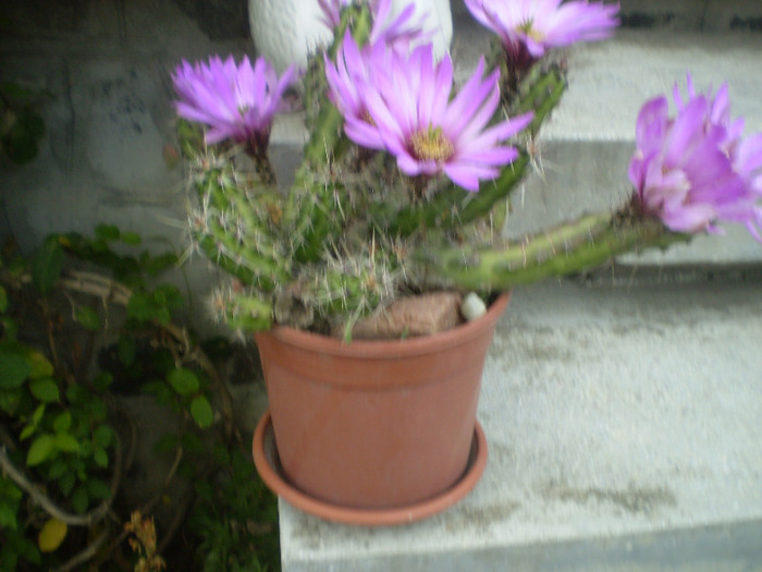 P6270012; cactus
