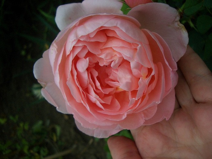 CIMG3859 - trandafiri 2011