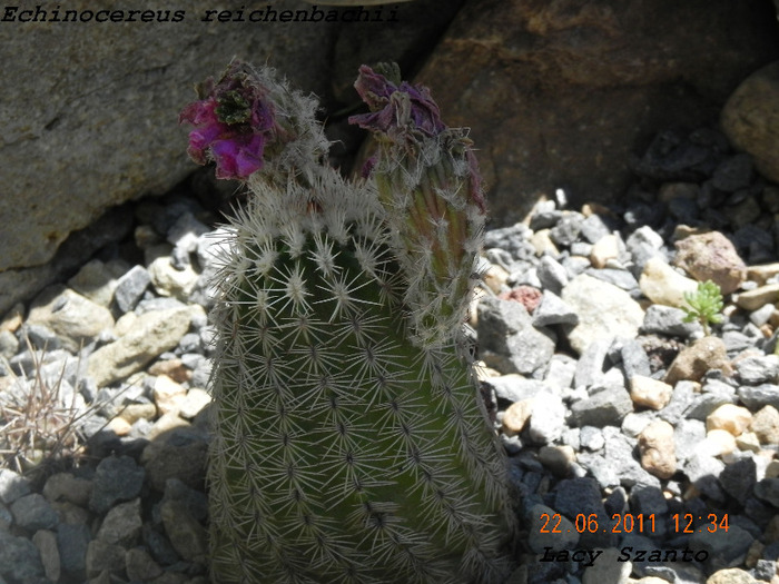 Echinocereus reichenbachii - plante hardy