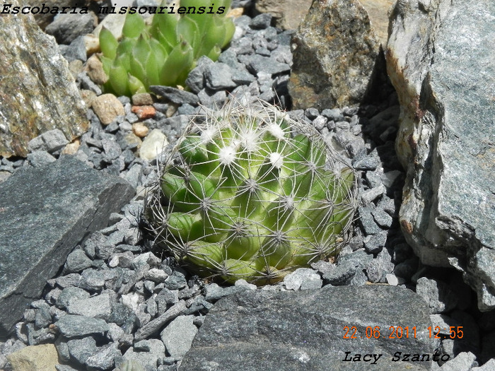 Escobaria missouriensis - plante hardy