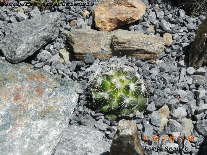 Escobaria missouriensis - plante hardy