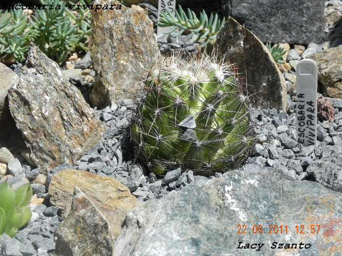 Escobaria vivipara - plante hardy