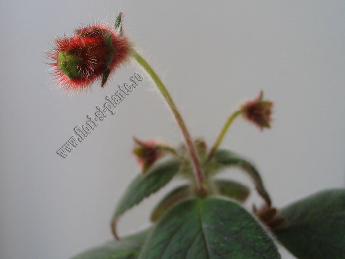 New - Kohleria Elise; New - O kohleria incadrata la categoria The best.
