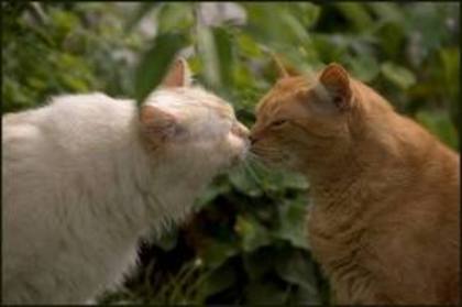 images (1) - cats kising