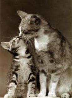 images (2) - cats kising