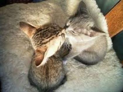 images (6) - cats kising