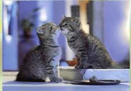 images (7) - cats kising