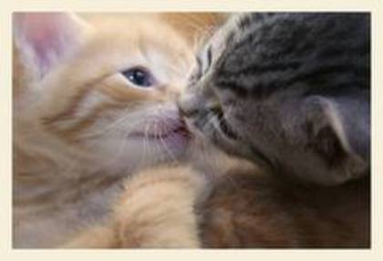 images (8) - cats kising