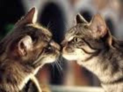 images (9) - cats kising