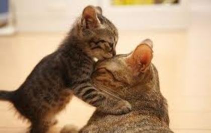 images (10) - cats kising