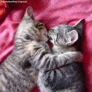 images - cats kising