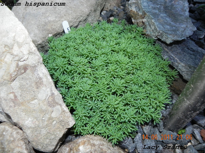 Sedum hispanicum - plante hardy