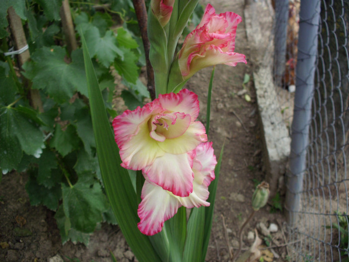 IMG_1083 - flori 2011