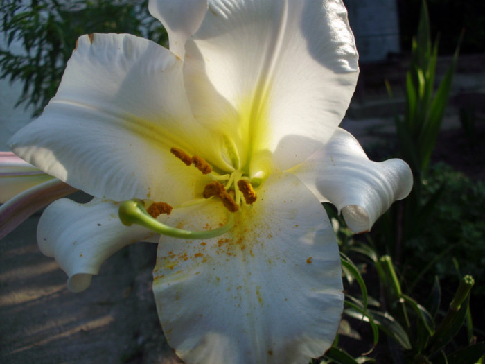 IMG_1032 - flori 2011