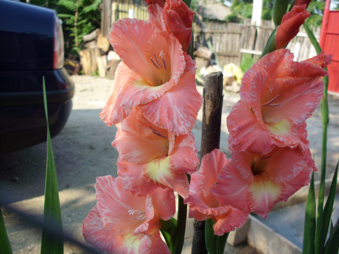 IMG_1034 - flori 2011