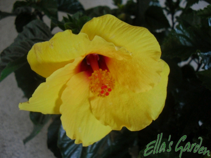 Kim - 2011 Hibiscus