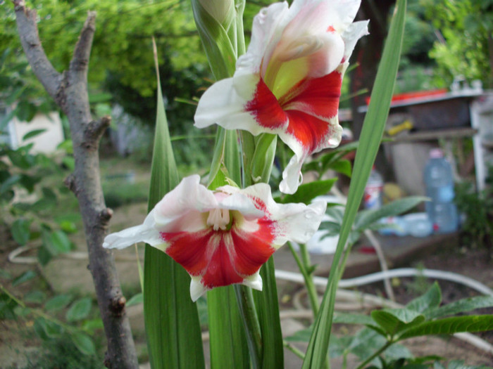 IMG_1047 - flori 2011