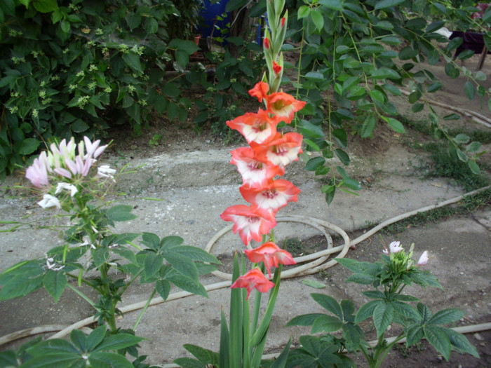 IMG_1049 - flori 2011