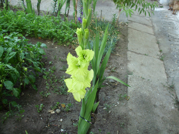 IMG_1051 - flori 2011