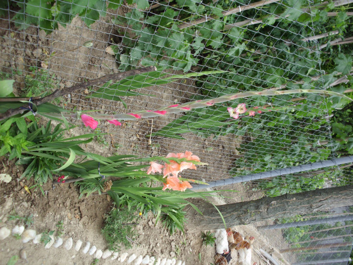 mai inalta decat gardul de sarma