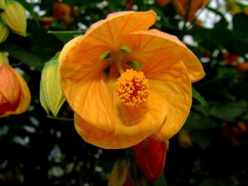 abutilon orange de care-mi doresc (poza este preluata de pe net) - IMI DOREAM ODATA ABUTI ROZ MOV SI ROSU