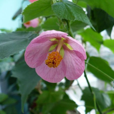 abutilon roz de care-mi doresc (poza este preluata de pe net) - IMI DOREAM ODATA ABUTI ROZ MOV SI ROSU