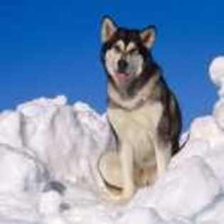 wallpaper_caini_husky-in-zapada - poze catei