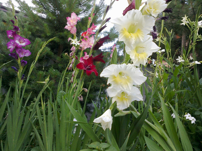 gladiole 025 - gladiole