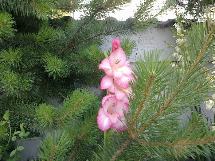 gladiole 027 - gladiole