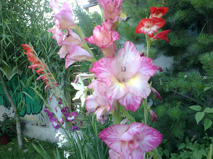 gladiole 028