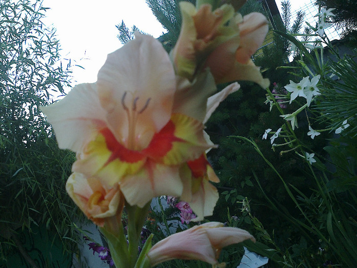 gladiole 058 - gladiole