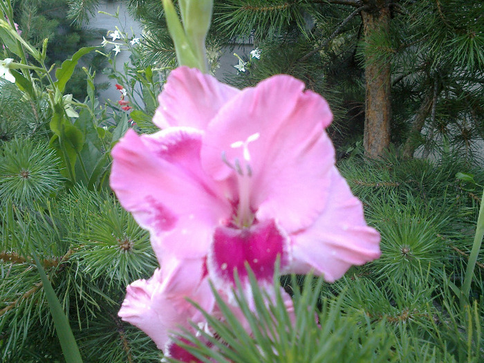 gladiole 060 - gladiole