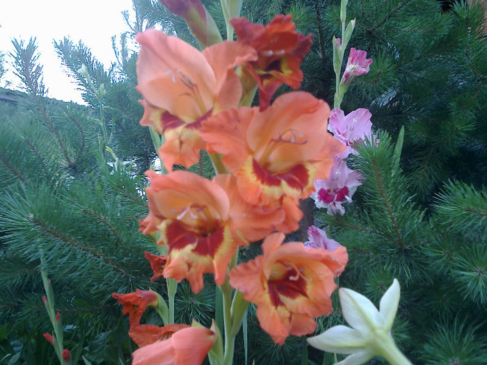 gladiole 061