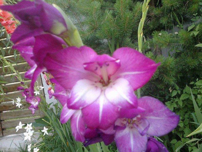 gladiole 062 - gladiole