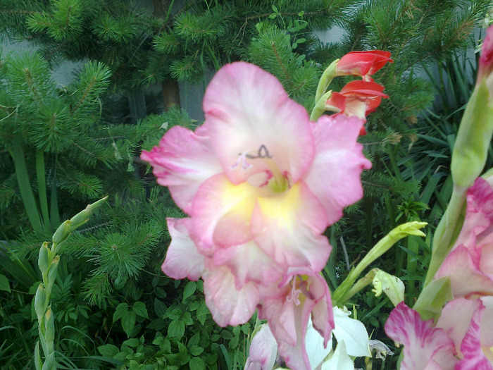 gladiole 063 - gladiole