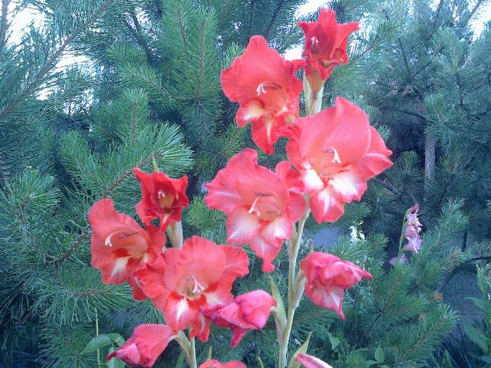 gladiole 064 - gladiole