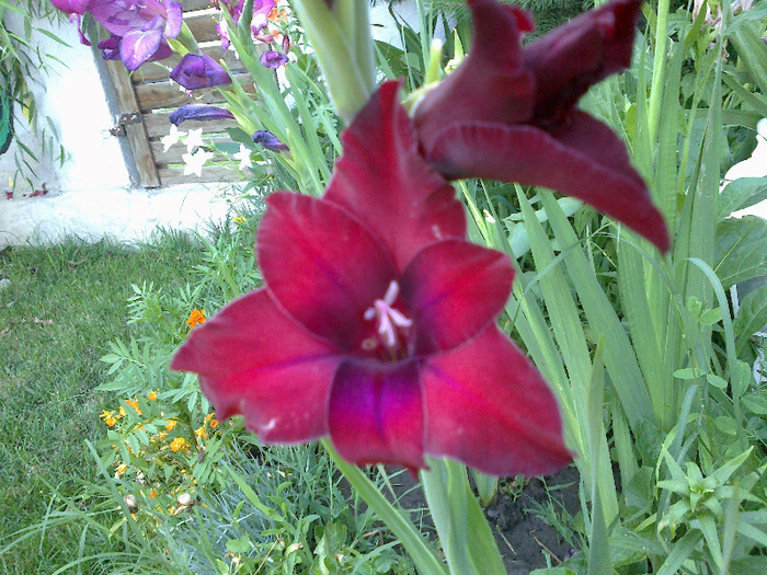 gladiole 065 - gladiole