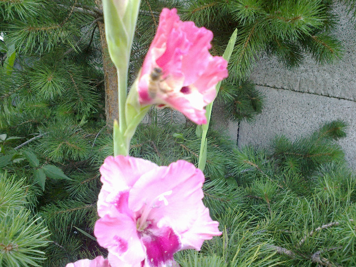 gladiole 067 - gladiole