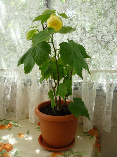 scumpul abuti galben de la Corina M. in 27 iunie 2011; mama va fii extrem de fericita pt. acest cadou atat de dorit !!!
