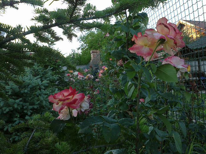 27 iunie 2011 trandafirii - Emneraude d Ore