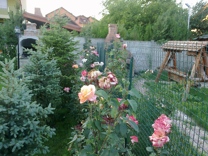 27 iunie 2011 trandafiri - Emneraude d Ore