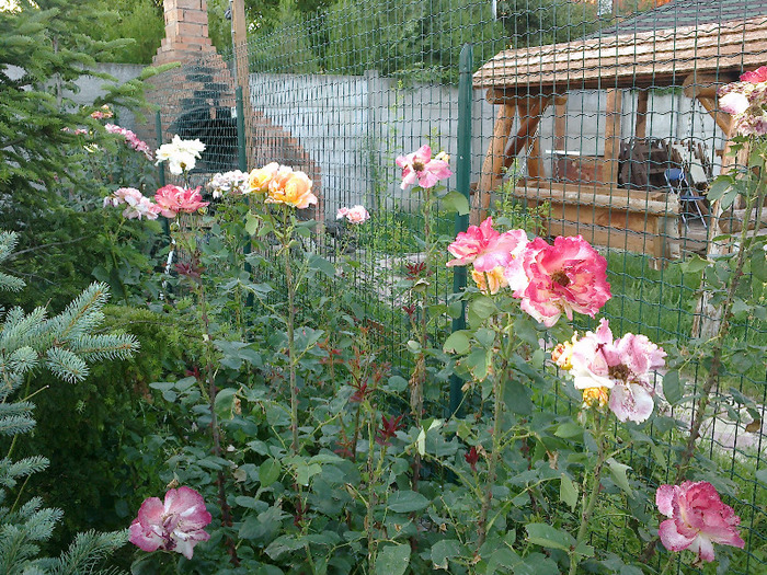 27 iunie 2011 trandafiri - Emneraude d Ore